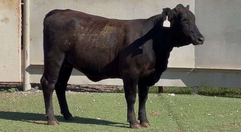 Bred Brangus Heifer