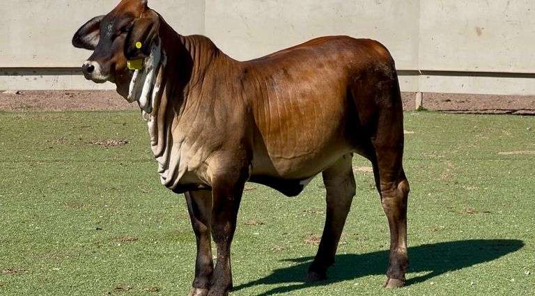 J&J Cattle Co: Bred & Open Replacement Heifer Online Auction