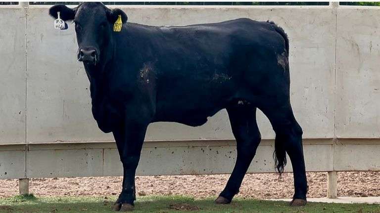 Bred Brangus Heifer