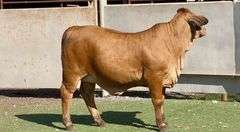 Red Brahman Cross