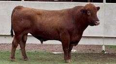 Lot #12631 Red Angus Bull