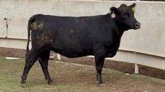 Bred Angus Heifer