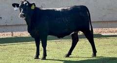 Bred Black Whiteface Heifer