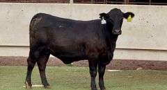 Bred Brangus Heifer