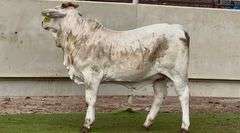 Spotted Brahman