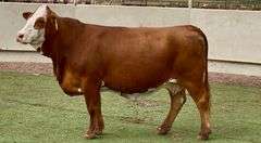 Bred Simbrah Cow
