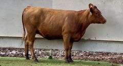 Bred Red Angus