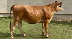 Jersey Cross
