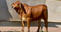 Red Brahman Cross