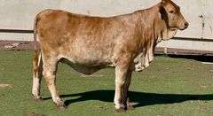 Beefmaster