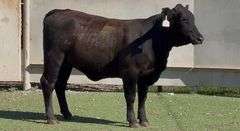 Bred Brangus Heifer