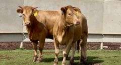 Bred Charolais Cross
