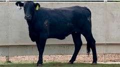 Bred Brangus Heifer