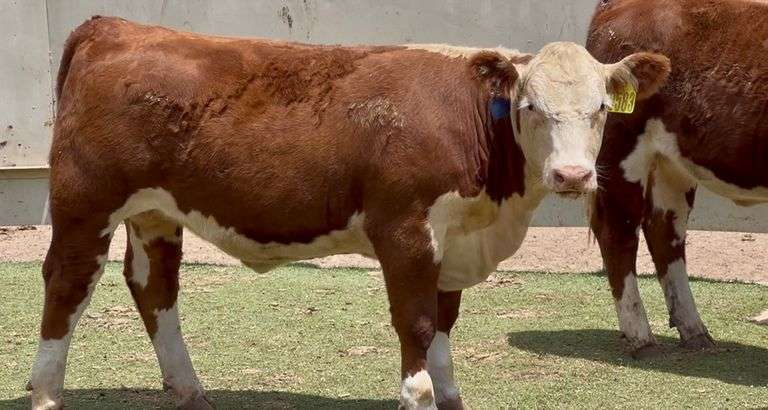 Hereford Heifers