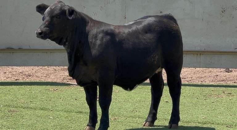 Black Beefmaster