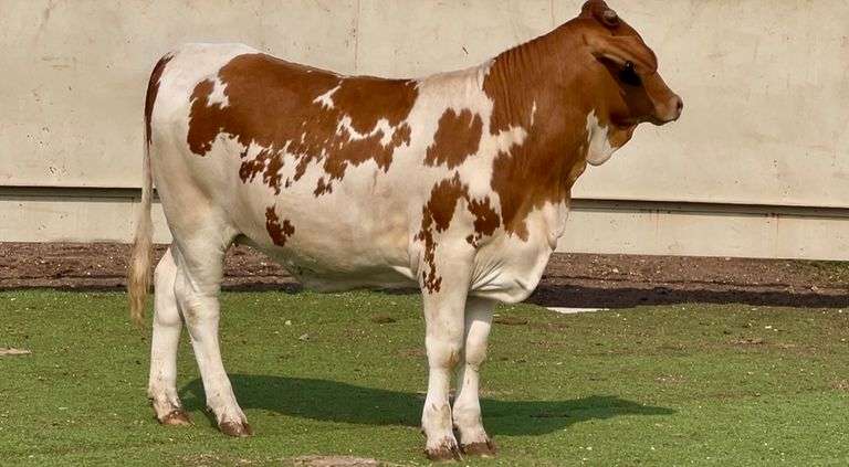 Bred Beefmaster Heifer