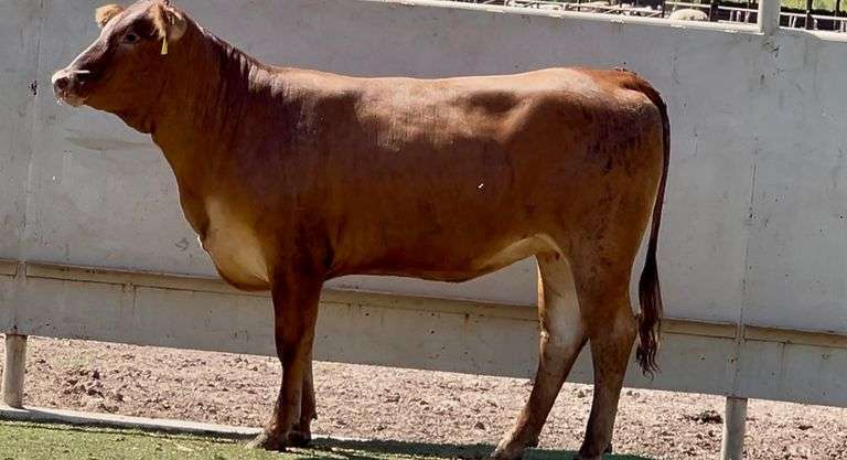 Bred Crossbred Heifer