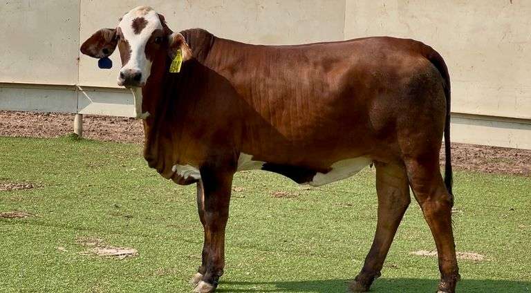 J&J Cattle Co: Bred & Open Replacement Heifer Online Auction