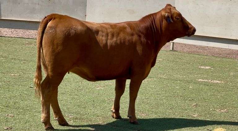 Bred Red Angus Heifer