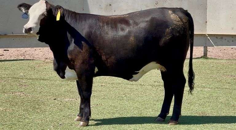 J&J Cattle Co: Bred & Open Replacement Heifer Online Auction