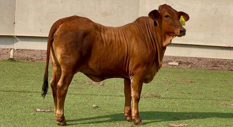Red Brahman Cross