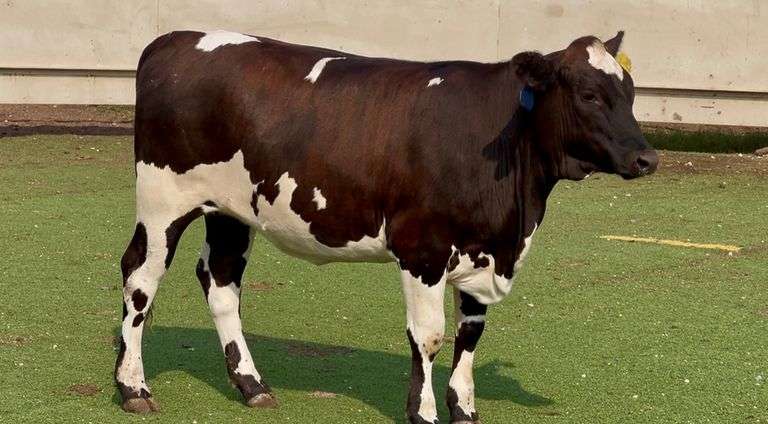 Holstein Beefmaster Cross