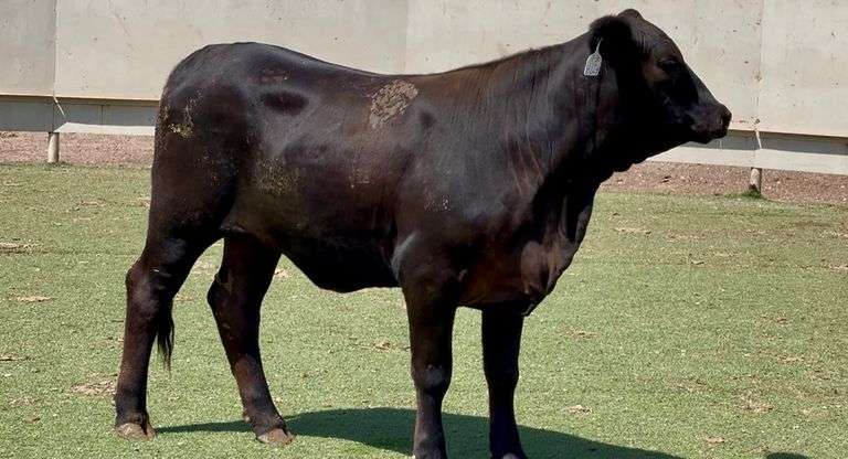 Bred Brangus Heifer