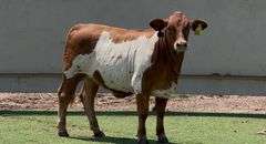 Paint Beefmaster