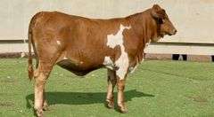 Paint Beefmaster