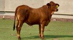 Red Brahman Cross