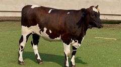Holstein Beefmaster Cross