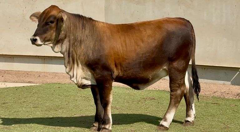 Braunvieh Brahman Cross