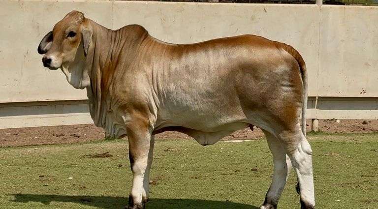 Brahman
