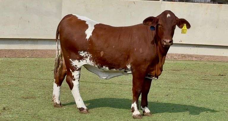 Paint Beefmaster