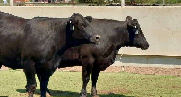 J&J Cattle Co: Bred Replacement Heifer Online Auction