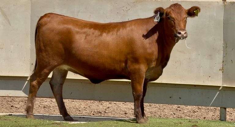 Bred Red Angus