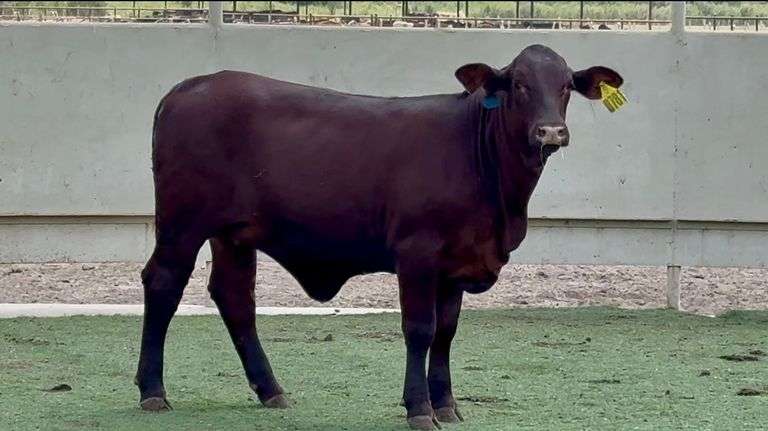 Santa Gertrudis