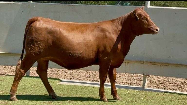 Bred Red Angus