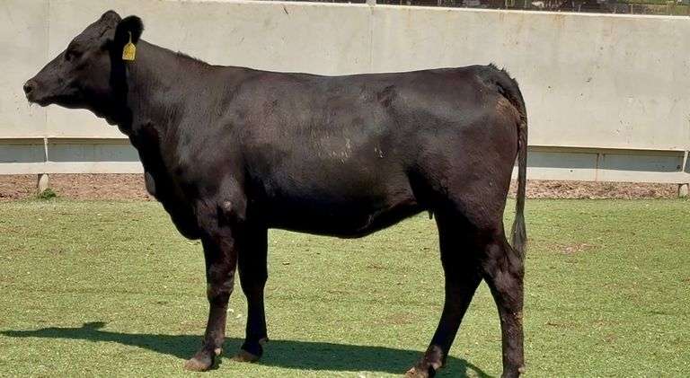 Bred Angus