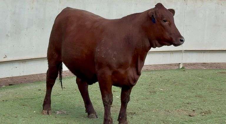 Santa Gertrudis