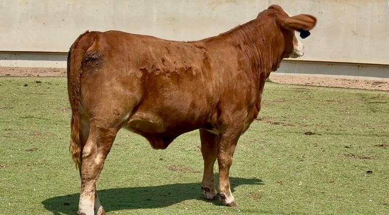 J&J Cattle Co: Open Replacement Female Online Auction