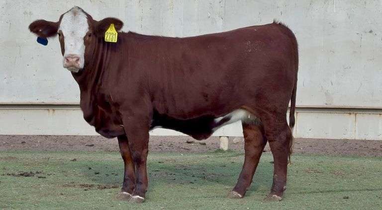 Santa Gertrudis Hereford Cross