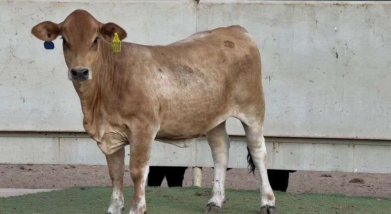 Jersey Brahman Cross