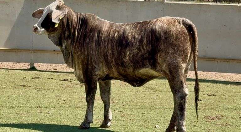 J&J Cattle Co: Open Replacement Heifer Online Auction