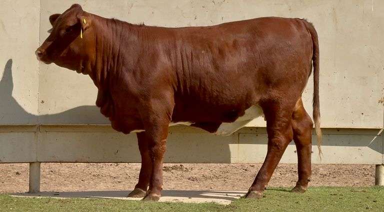 Beefmaster