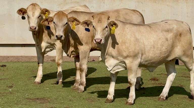 Charolais Beefmaster Cross