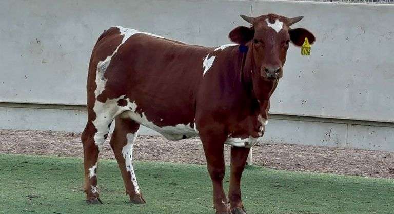 Paint Beefmaster