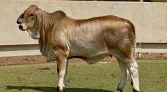 Brahman