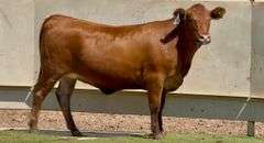 Bred Red Angus