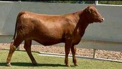 Bred Red Angus